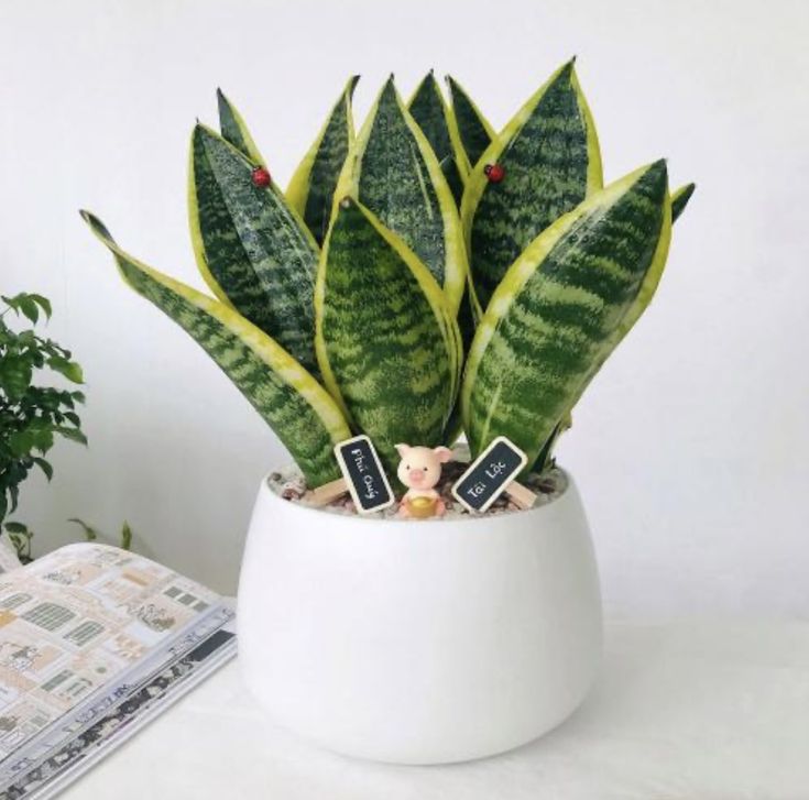cây lưỡi hổ